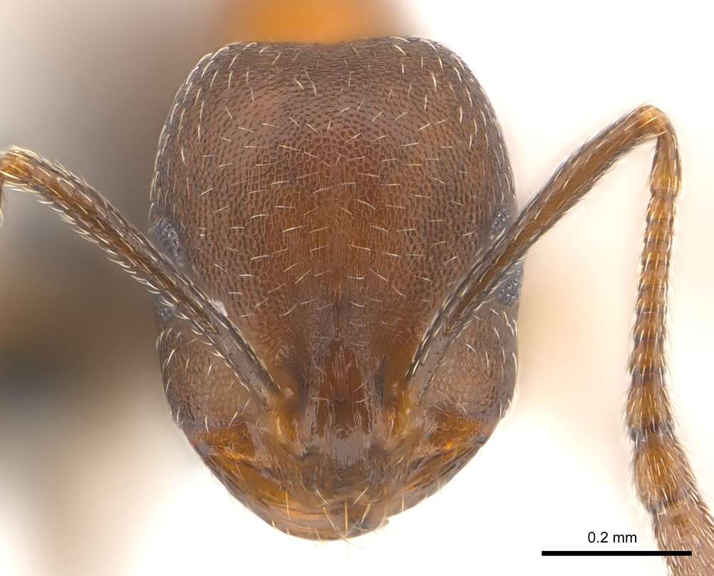 Imagem de Monomorium subopacum (Smith 1858)