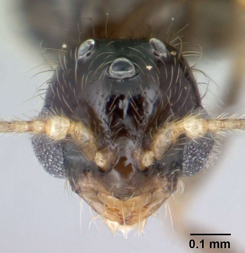 Image of Solenopsis mameti Donisthorpe 1946