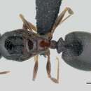 <i>Pheidole komori</i>的圖片