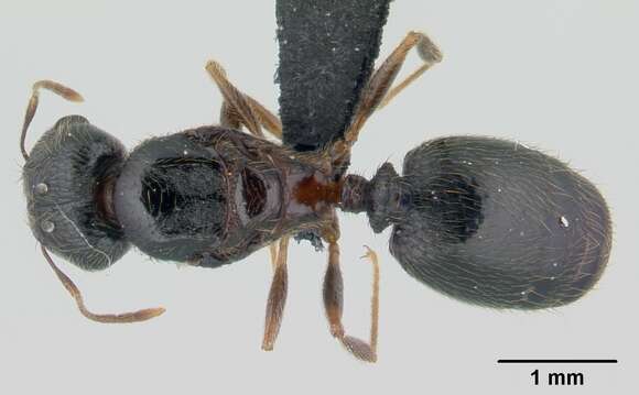 Plancia ëd <i>Pheidole komori</i>