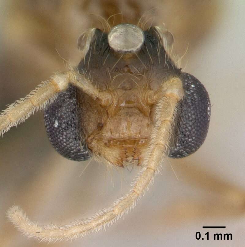 Image of <i>Pheidole komori</i>