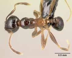 Image of <i>Pheidole komori</i>