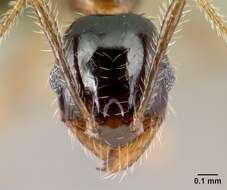 Image of <i>Pheidole komori</i>