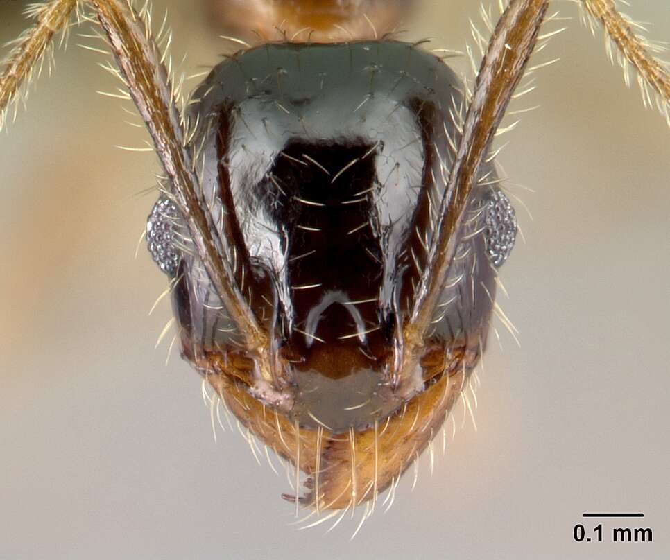 Image of <i>Pheidole komori</i>