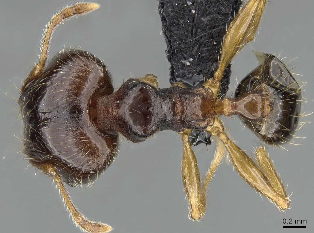 Plancia ëd Pheidole megatron