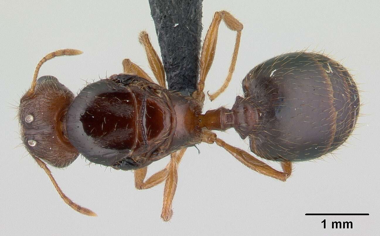 Image of Pheidole megatron