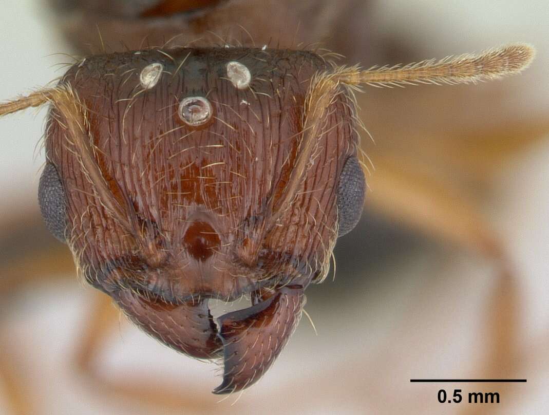 Plancia ëd Pheidole megatron