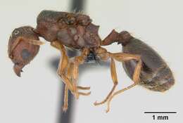 Plancia ëd Pheidole megatron