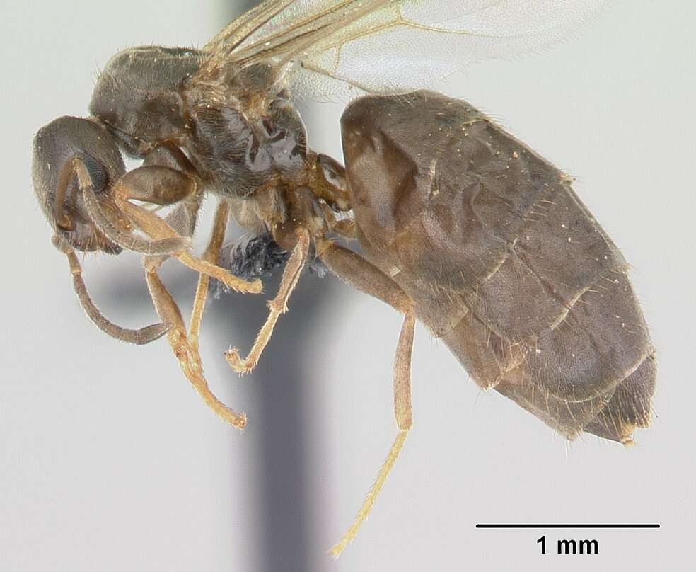 Image of Brachymyrmex cordemoyi Forel 1895