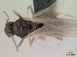 Image of Brachymyrmex cordemoyi Forel 1895