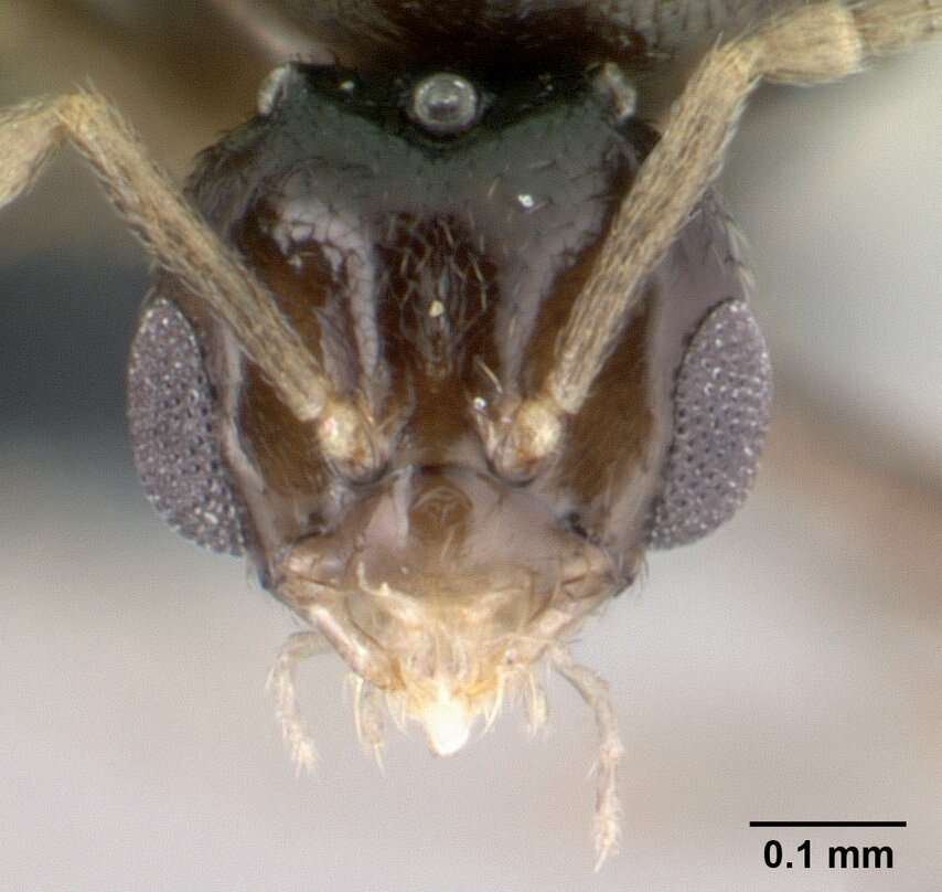 Image of Brachymyrmex cordemoyi Forel 1895