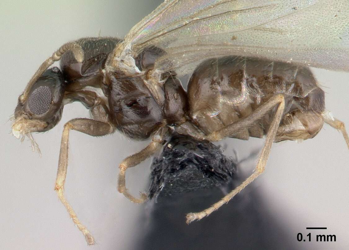 Image of Brachymyrmex cordemoyi Forel 1895