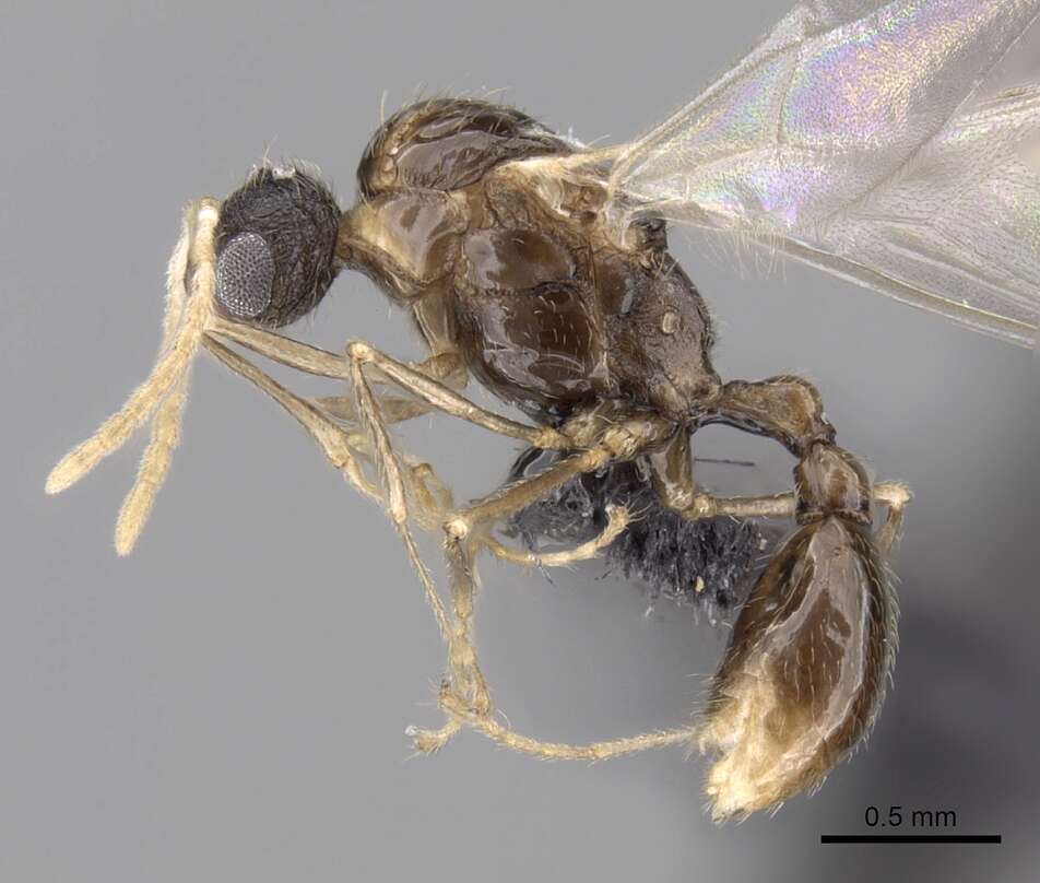 Image of Tetramorium cognatum Bolton 1979