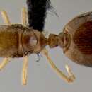 Image of <i>Crematogaster razana</i>