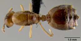 Image of <i>Crematogaster razana</i>