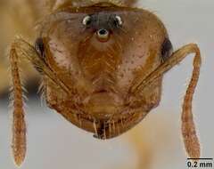 Image of <i>Crematogaster razana</i>