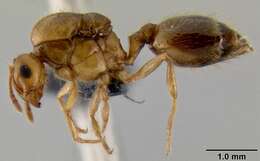 Image of <i>Crematogaster razana</i>