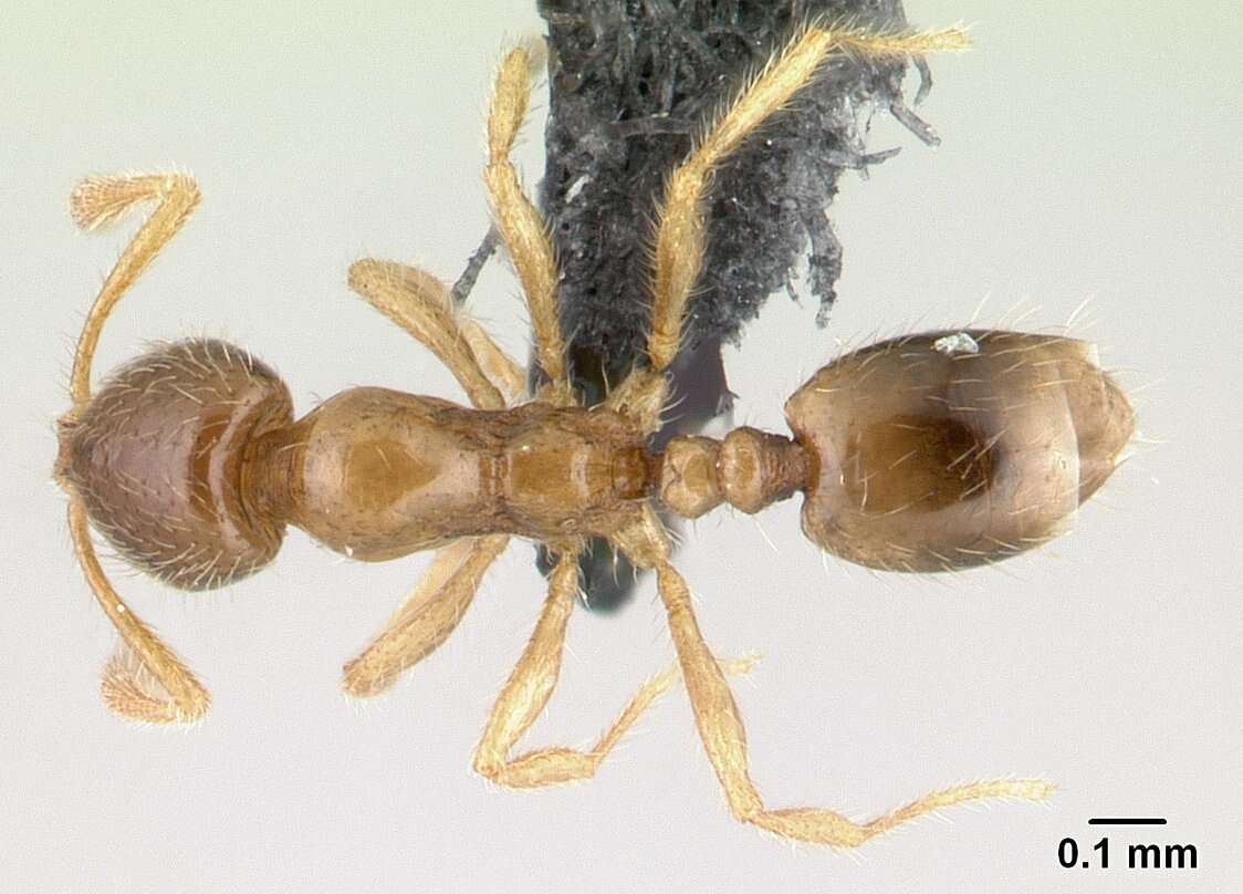 Syllophopsis sechellensis resmi