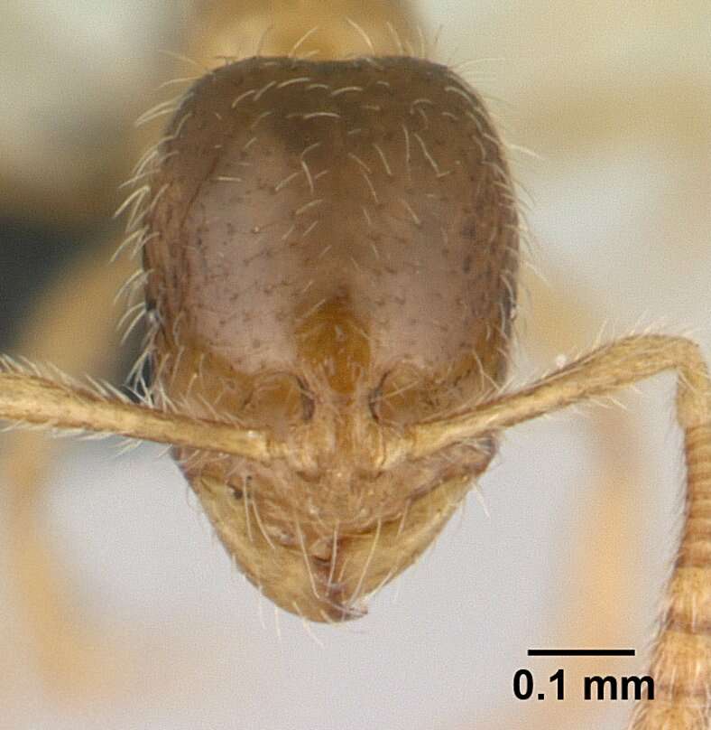 Syllophopsis sechellensis resmi