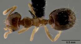 Image of <i>Crematogaster razana</i>