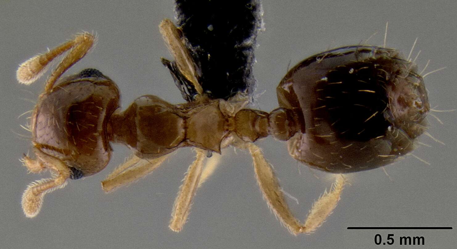 صورة <i>Crematogaster razana</i>