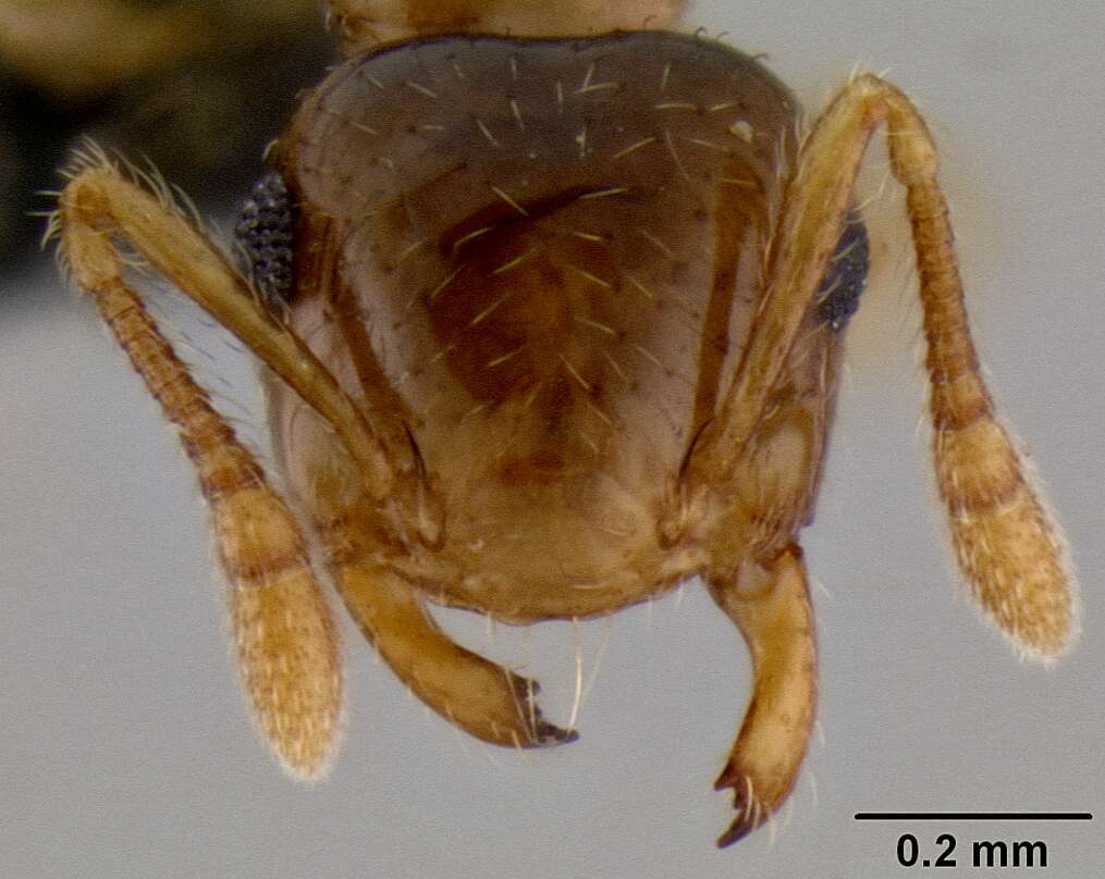 Image of <i>Crematogaster razana</i>