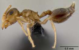 Image of <i>Crematogaster razana</i>