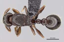 Image of Tetramorium cognatum Bolton 1979