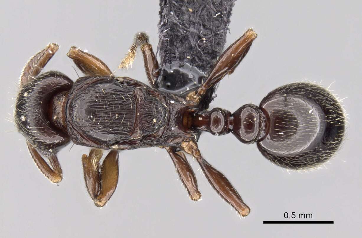 Image of Tetramorium cognatum Bolton 1979