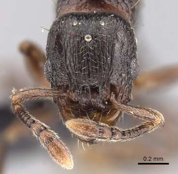 Image of Tetramorium cognatum Bolton 1979