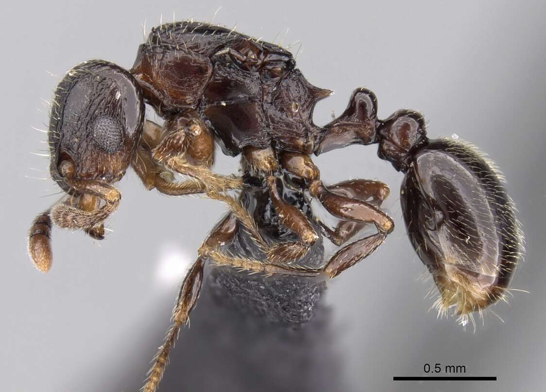 Image of Tetramorium cognatum Bolton 1979