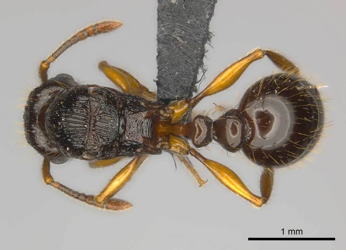 Image of Tetramorium steinheili Forel 1892