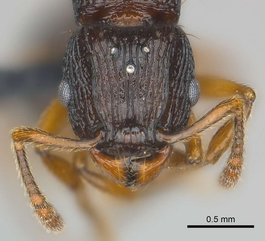 Image of Tetramorium steinheili Forel 1892