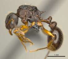 Image of Tetramorium steinheili Forel 1892