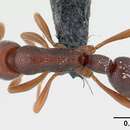 Image of <i>Probolomyrmex zahamena</i>