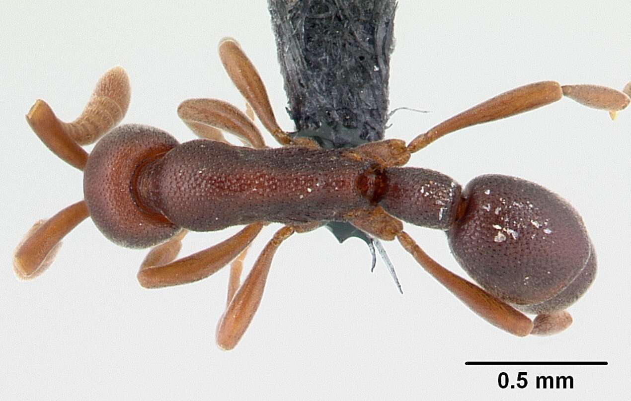 Image of <i>Probolomyrmex zahamena</i>