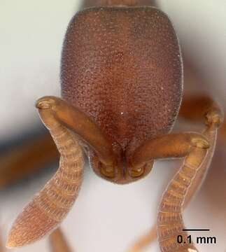 Imagem de <i>Probolomyrmex zahamena</i>