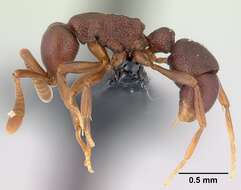 Plancia ëd <i>Probolomyrmex zahamena</i>