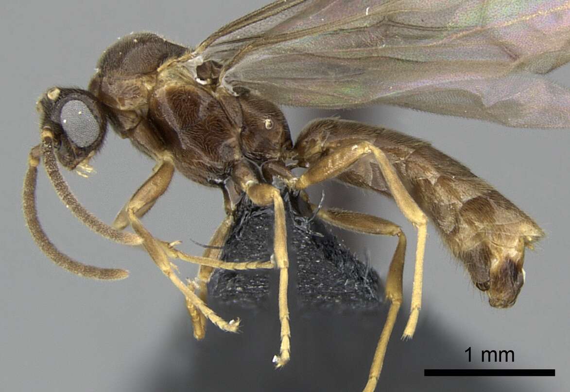 Image of Adetomyrma