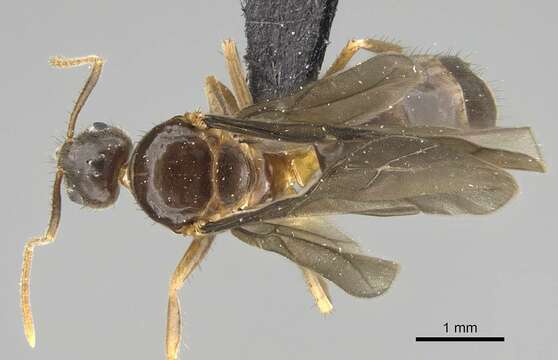 Image of Nylanderia gracilis