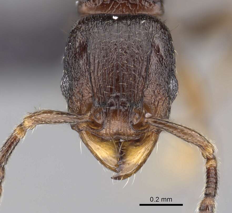 Image of Tetramorium cognatum Bolton 1979