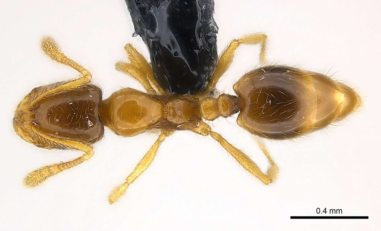 Syllophopsis sechellensis resmi