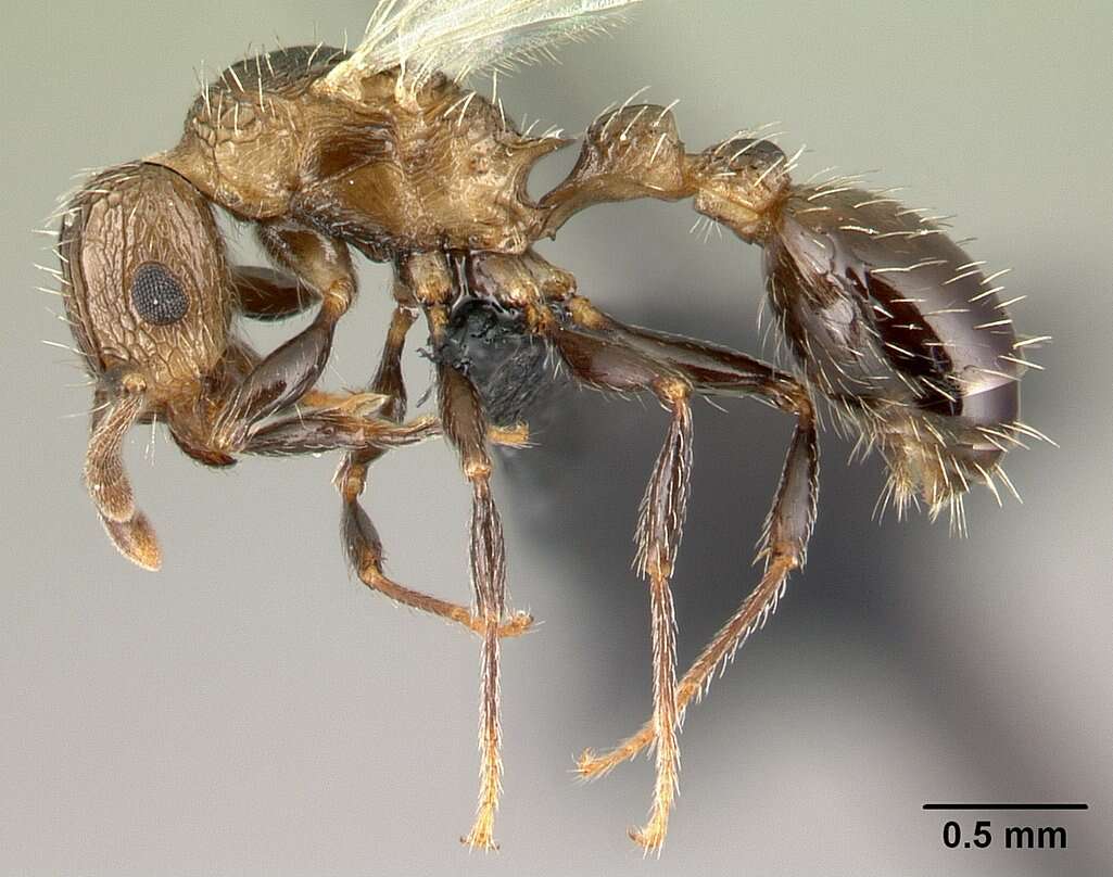 Image of Tetramorium pacificum Mayr 1870