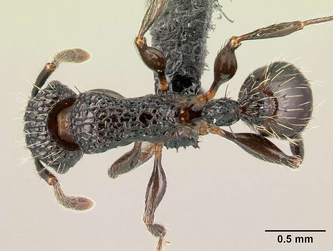 Image of Tetramorium pacificum Mayr 1870