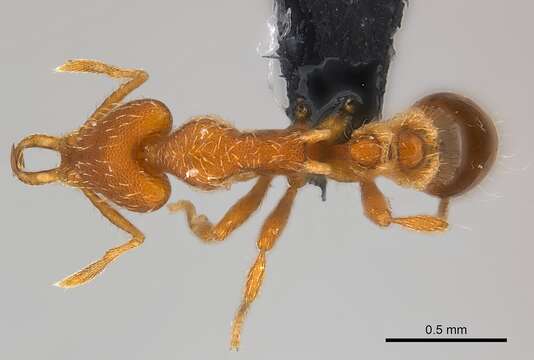 Image of Ant