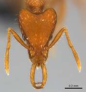 Image of Ant