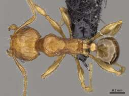 Image of Pheidole braueri Forel 1897