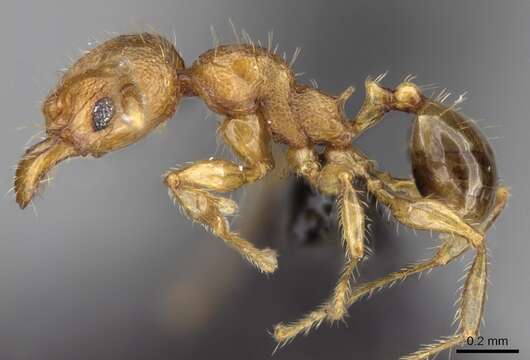 Image of Pheidole braueri Forel 1897