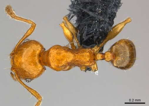 Image of Pheidole braueri Forel 1897