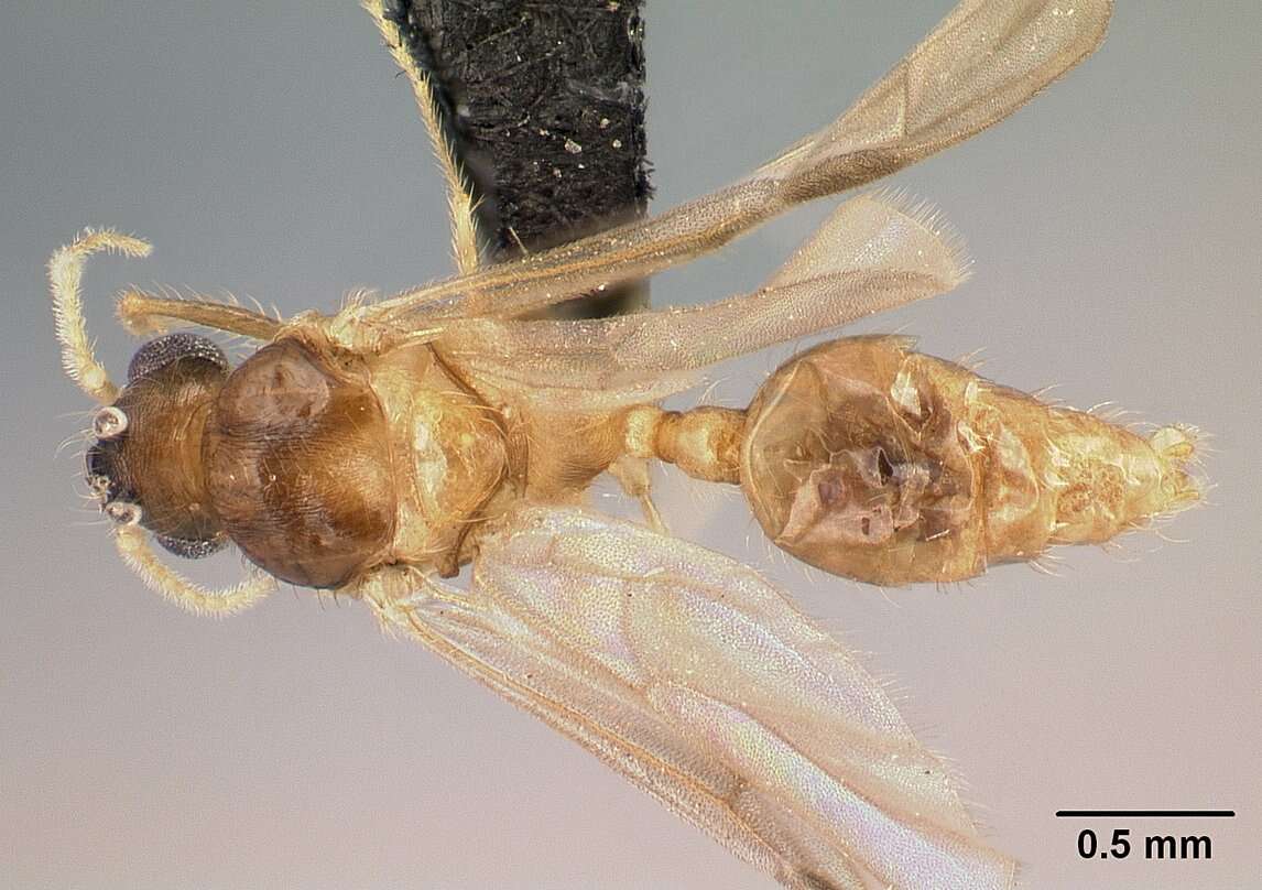 Image of Pheidole braueri Forel 1897